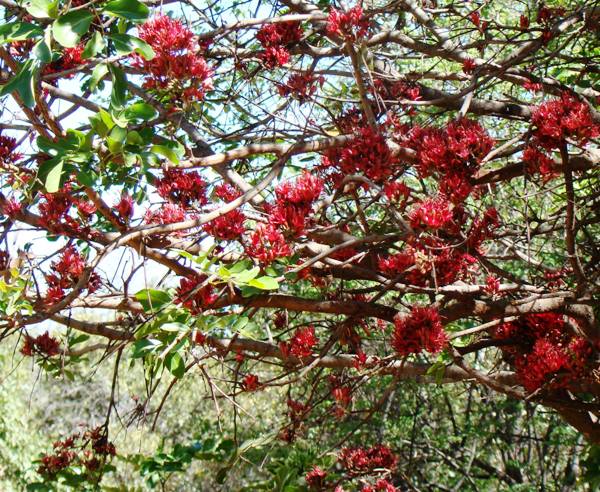 Schotia brachypetala flowers: Photographed by Ricky Mauer